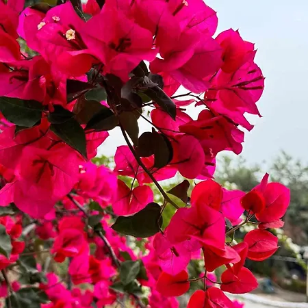 Moumouri's Benitses (Corfu)